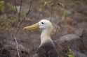 071 Waved albatross 08